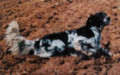 Setter Anglais PALIANENSIS DINO Setter Anglais PALIANENSIS DINO